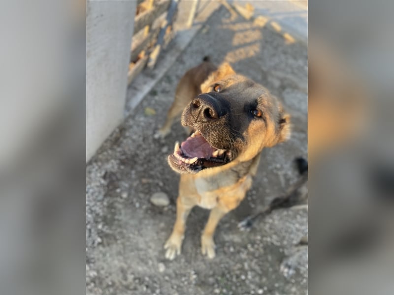 Bendix, geb. ca. 10/2022, lebt in GRIECHENLAND, im städt. Tierheim Serres