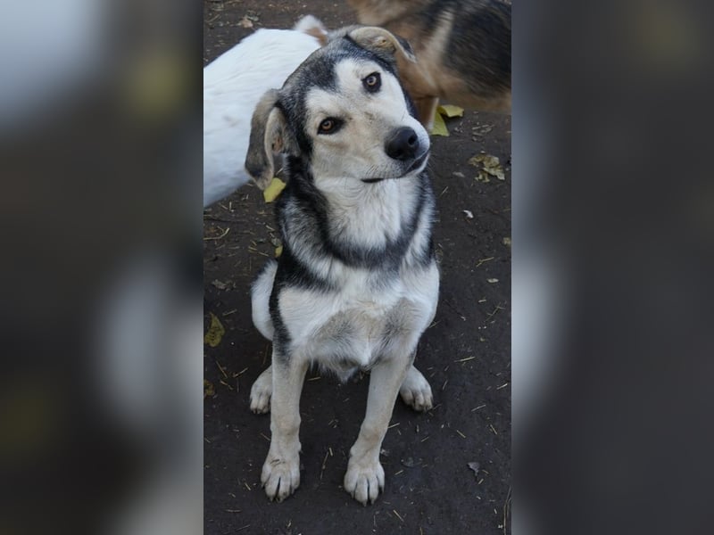 Vojan, geb. ca. 05/2024, lebt in GRIECHENLAND, im städt. Tierheim Serres