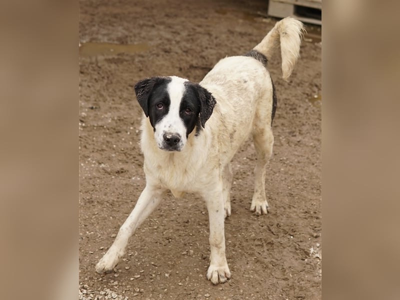 Emil, geb. ca. 09/2022, lebt in GRIECHENLAND, auf einer privaten Pflegestelle