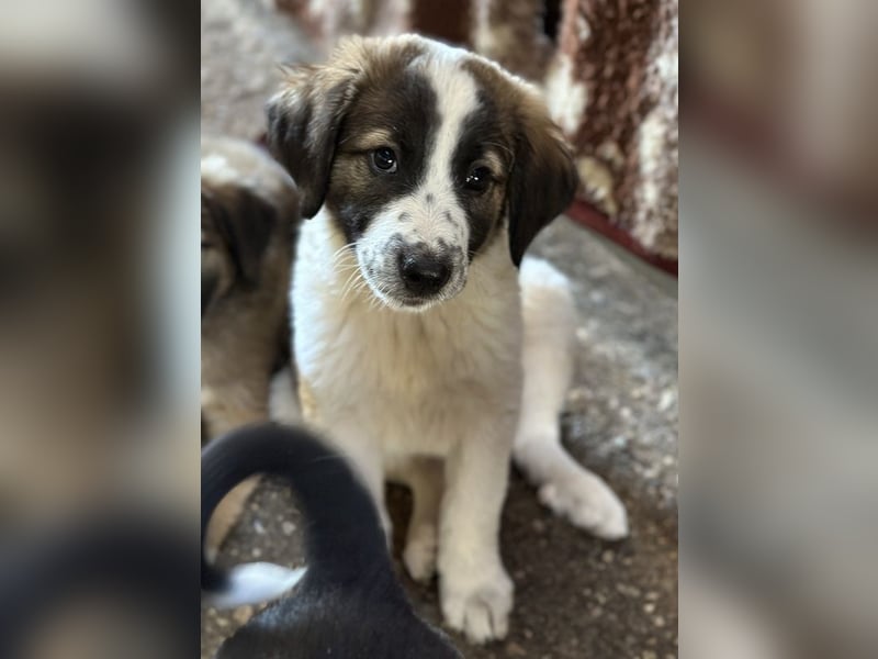 Findus, geb. ca. 02/2025, lebt in GRIECHENLAND, auf einer privaten Pflegestelle