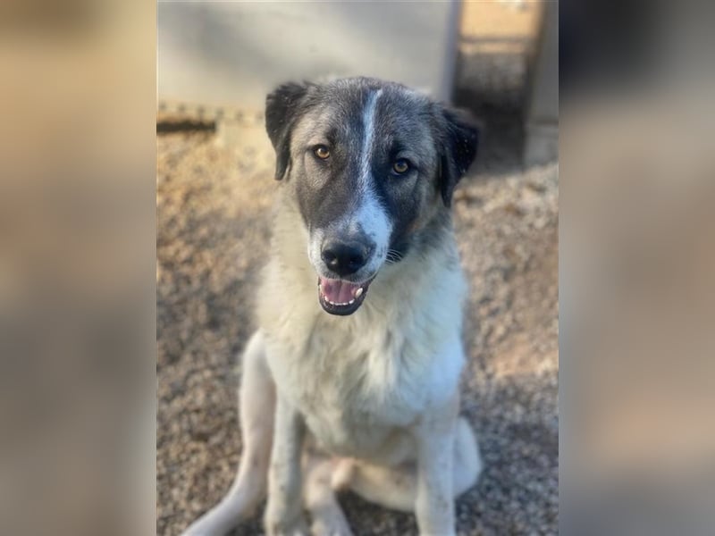 Joel, geb. ca. 01/2023, lebt in GRIECHENLAND, im städt. Tierheim Serres