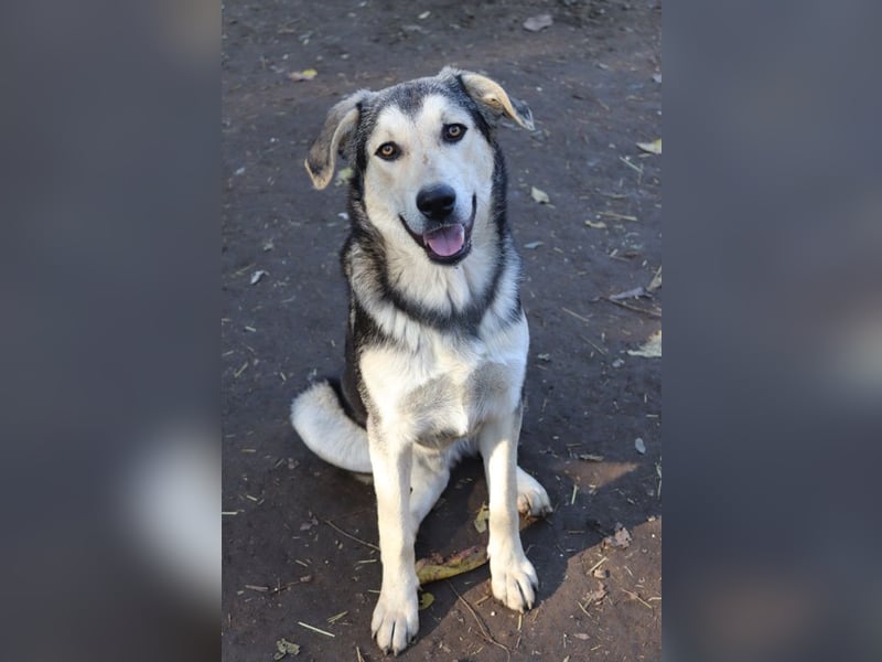 Vojan, geb. ca. 05/2024, lebt in GRIECHENLAND, im städt. Tierheim Serres