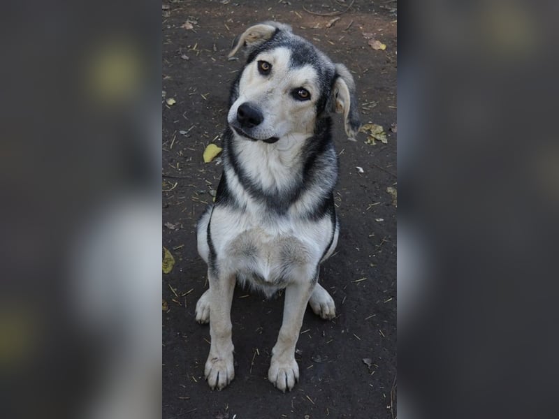 Vojan, geb. ca. 05/2024, lebt in GRIECHENLAND, im städt. Tierheim Serres