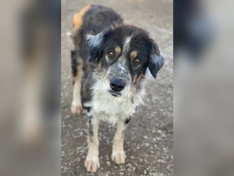 Bente, geb. ca. 04/2020, lebt in GRIECHENLAND, im städt. Tierheim Serres