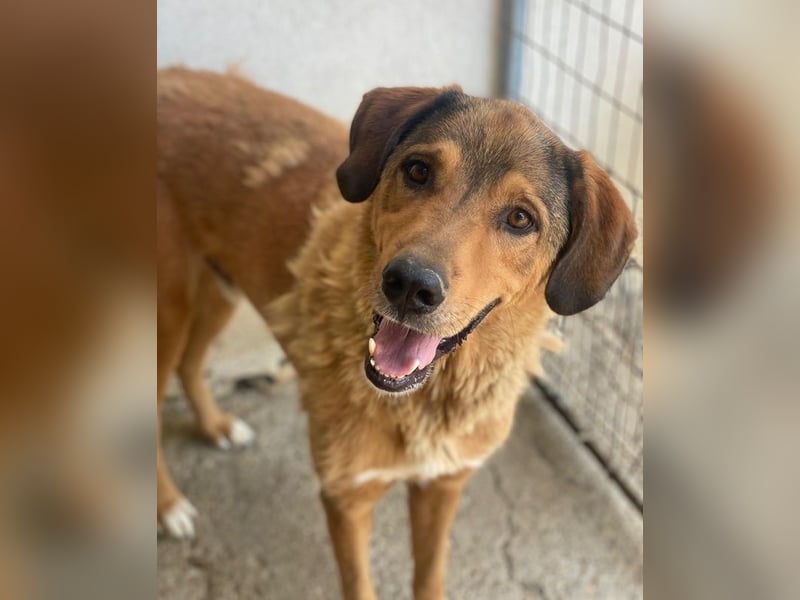 Mikosch, geb. ca. 01/2024, lebt in GRIECHENLAND, im städt. Tierheim Serres