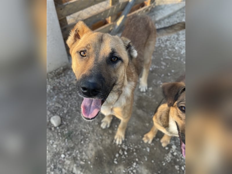 Bendix, geb. ca. 10/2022, lebt in GRIECHENLAND, im städt. Tierheim Serres