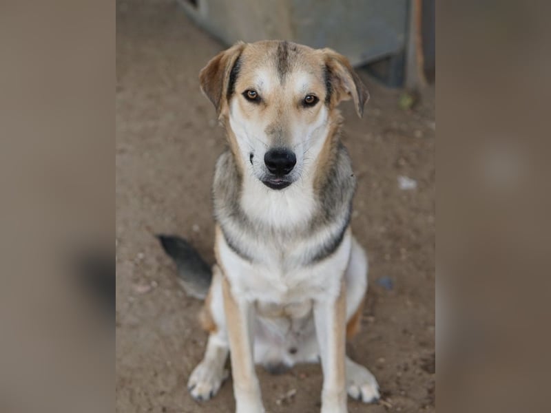 Leo, geb. ca. 12/2023, lebt in GRIECHENLAND, im städt. Tierheim Serres