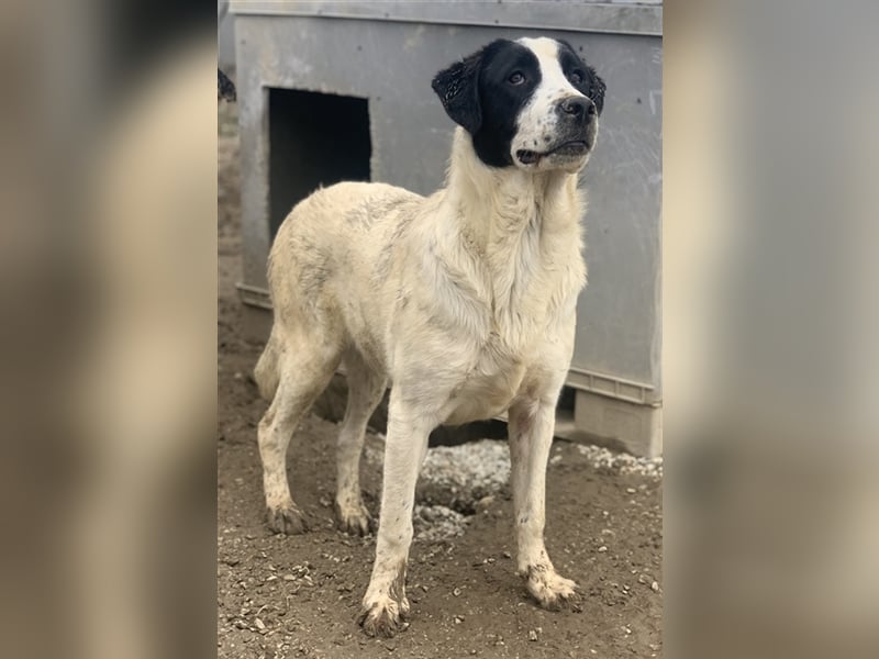 Emil, geb. ca. 09/2022, lebt in GRIECHENLAND, auf einer privaten Pflegestelle