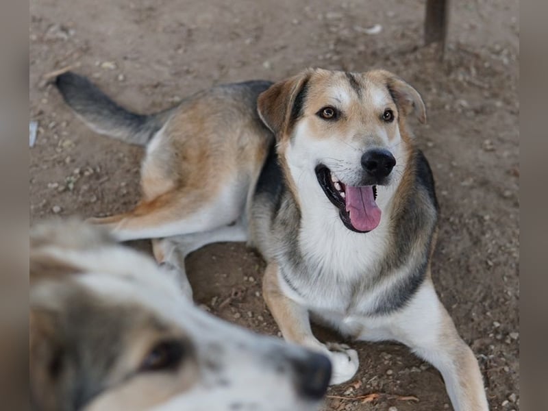 Leo, geb. ca. 12/2023, lebt in GRIECHENLAND, im städt. Tierheim Serres