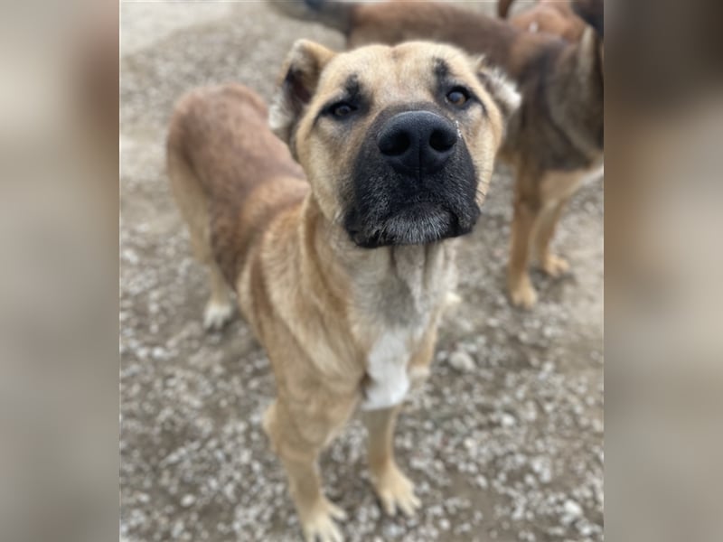 Bendix, geb. ca. 10/2022, lebt in GRIECHENLAND, im städt. Tierheim Serres