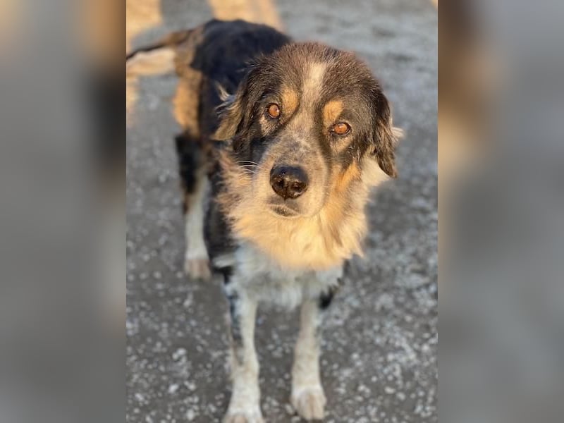 Bente, geb. ca. 04/2020, lebt in GRIECHENLAND, im städt. Tierheim Serres