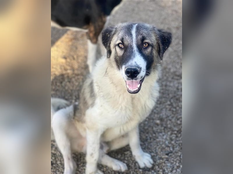 Joel, geb. ca. 01/2023, lebt in GRIECHENLAND, im städt. Tierheim Serres