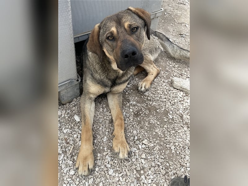 Waldo, geb. ca. 06/2022, lebt in GRIECHENLAND, im städt. Tierheim Serres
