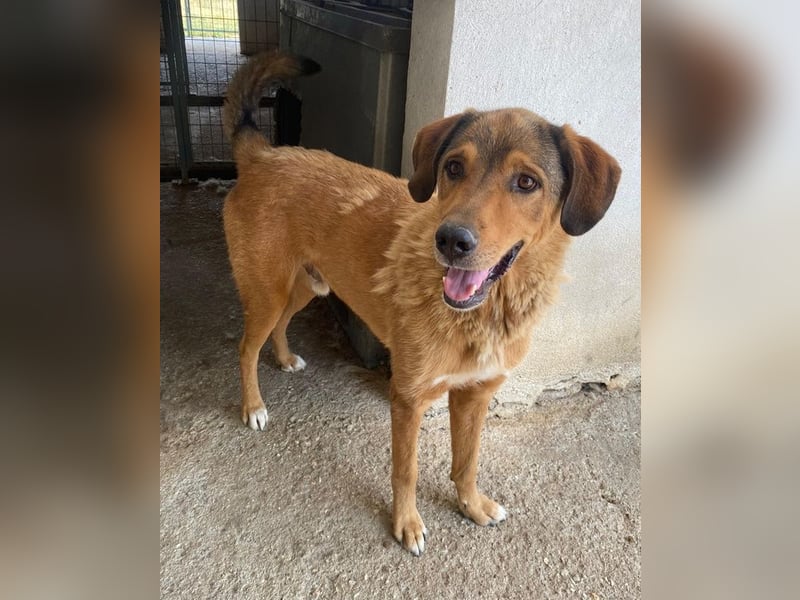 Mikosch, geb. ca. 01/2024, lebt in GRIECHENLAND, im städt. Tierheim Serres