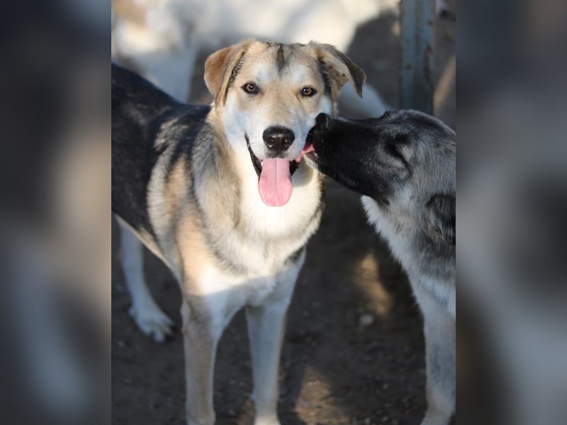 Leo, geb. ca. 12/2023, lebt in GRIECHENLAND, im städt. Tierheim Serres