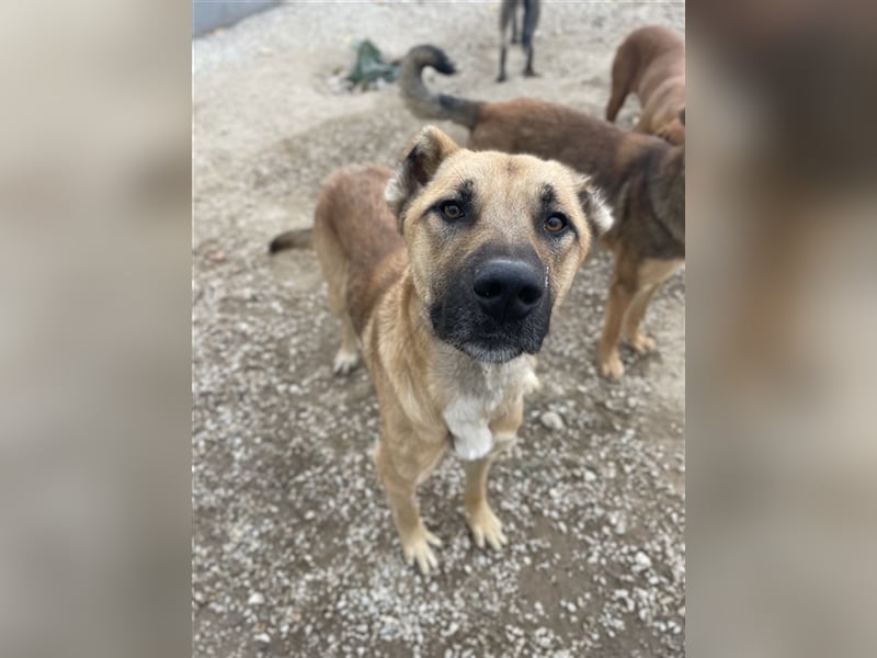 Bendix, geb. ca. 10/2022, lebt in GRIECHENLAND, im städt. Tierheim Serres