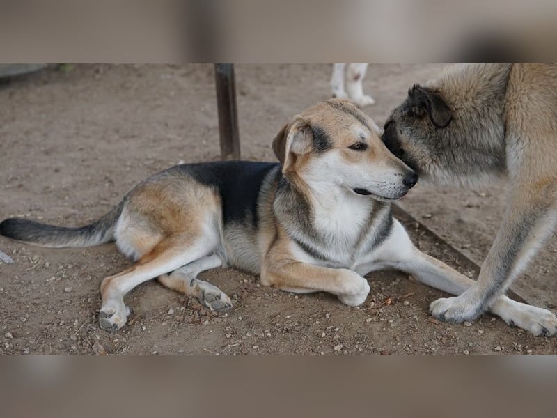 Leo, geb. ca. 12/2023, lebt in GRIECHENLAND, im städt. Tierheim Serres