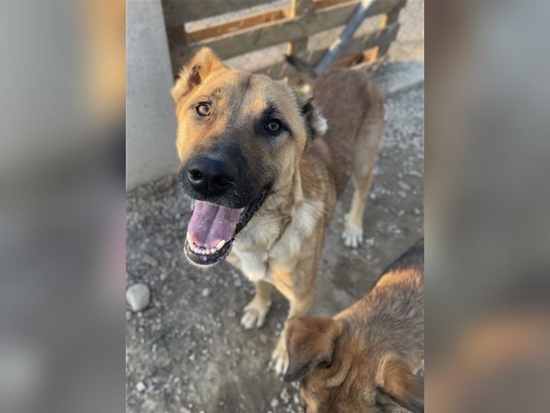 Bendix, geb. ca. 10/2022, lebt in GRIECHENLAND, im städt. Tierheim Serres