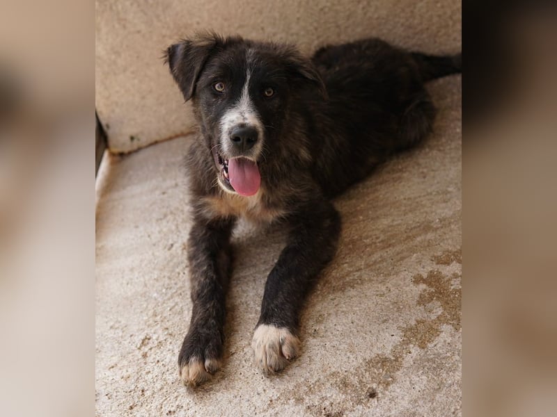 Apollo, geb. ca. 11/2023, lebt in GRIECHENLAND, im städt. Tierheim Serres