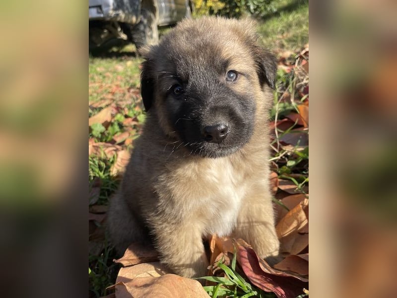 Kalani, geb. ca. 09/2025, lebt in GRIECHENLAND, auf einem Gelände, auf dem die Hunde notdürftig vers