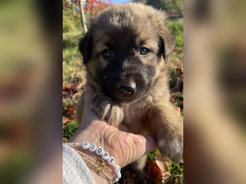 Kalani, geb. ca. 09/2025, lebt in GRIECHENLAND, auf einem Gelände, auf dem die Hunde notdürftig vers