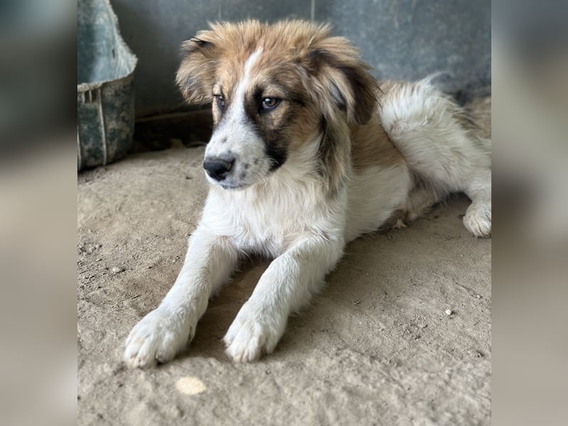 Barkley, geb. ca. 10/2024, lebt in GRIECHENLAND, auf einer privaten Pflegestelle