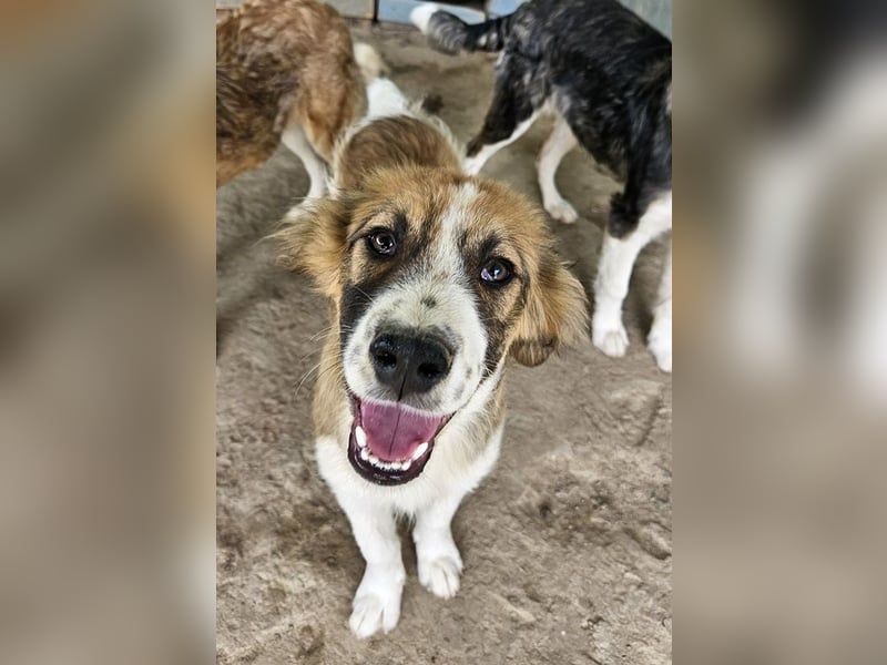 Barkley, geb. ca. 10/2024, lebt in GRIECHENLAND, auf einer privaten Pflegestelle