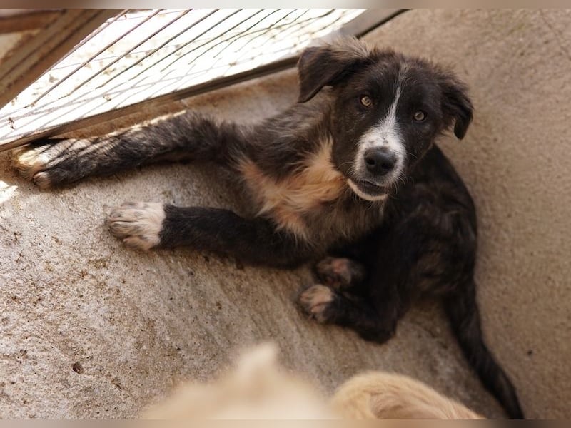 Apollo, geb. ca. 11/2023, lebt in GRIECHENLAND, im städt. Tierheim Serres