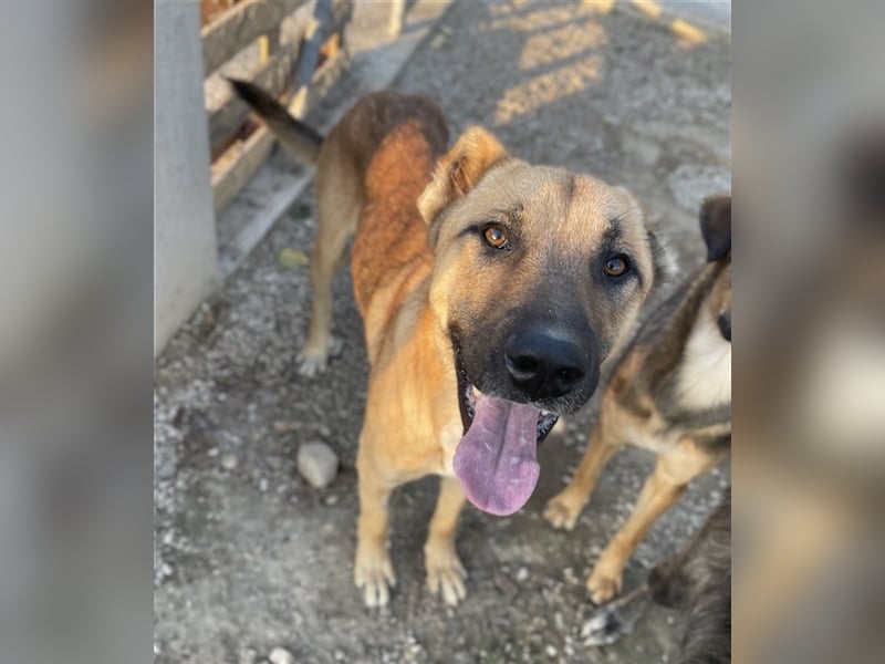 Bendix, geb. ca. 10/2022, lebt in GRIECHENLAND, im städt. Tierheim Serres