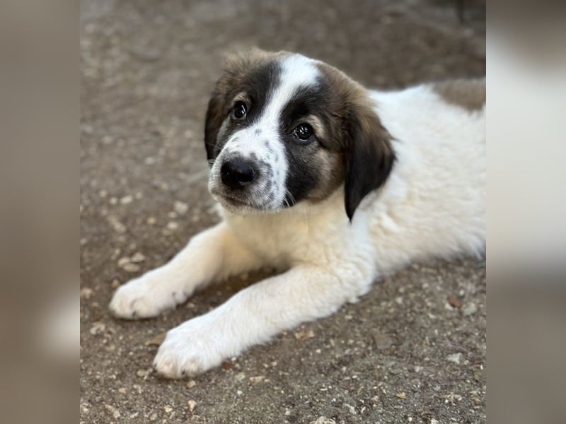 Findus, geb. ca. 02/2025, lebt in GRIECHENLAND, auf einer privaten Pflegestelle