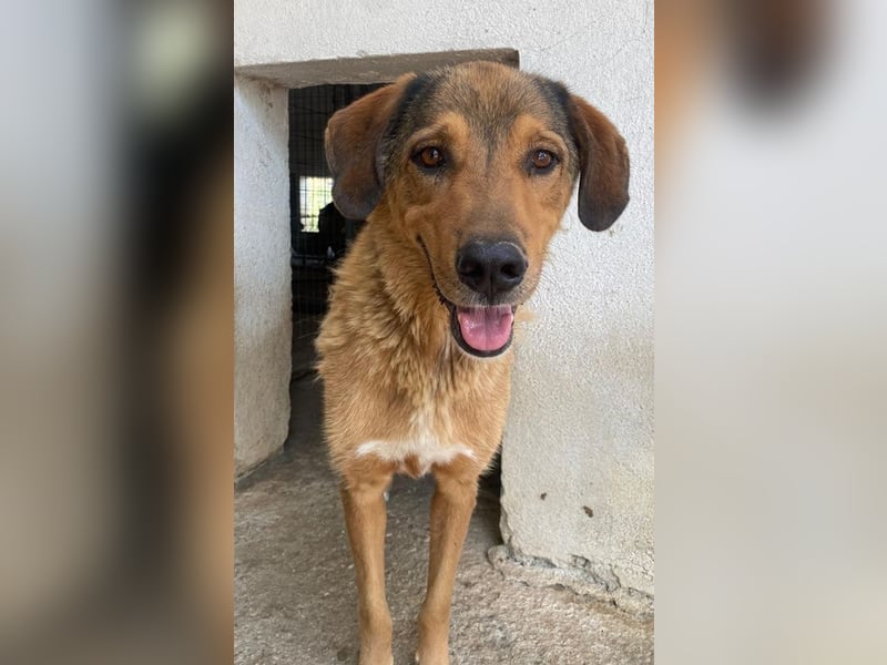 Mikosch, geb. ca. 01/2024, lebt in GRIECHENLAND, im städt. Tierheim Serres