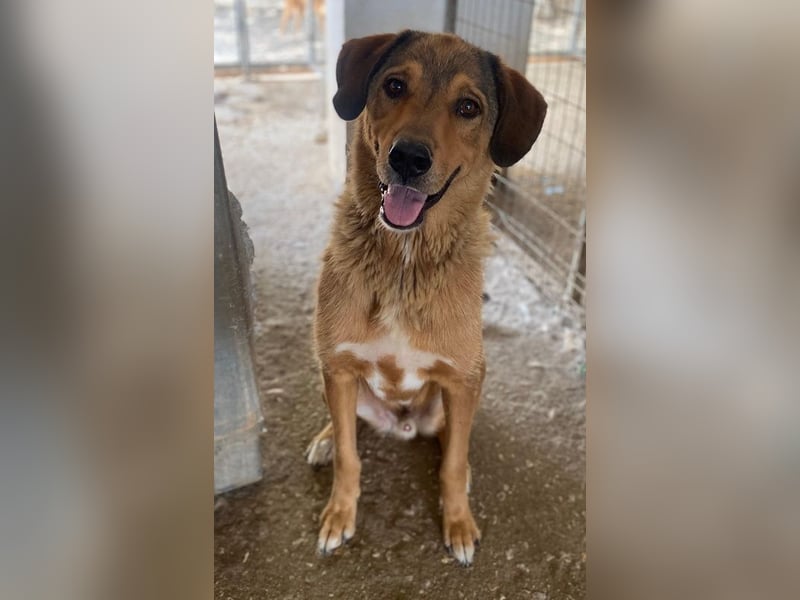 Mikosch, geb. ca. 01/2024, lebt in GRIECHENLAND, im städt. Tierheim Serres