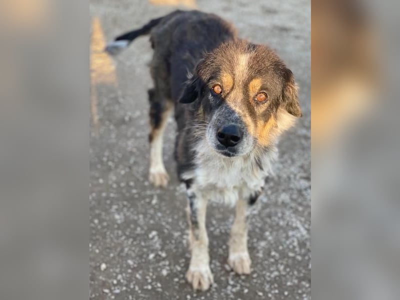 Bente, geb. ca. 04/2020, lebt in GRIECHENLAND, im städt. Tierheim Serres