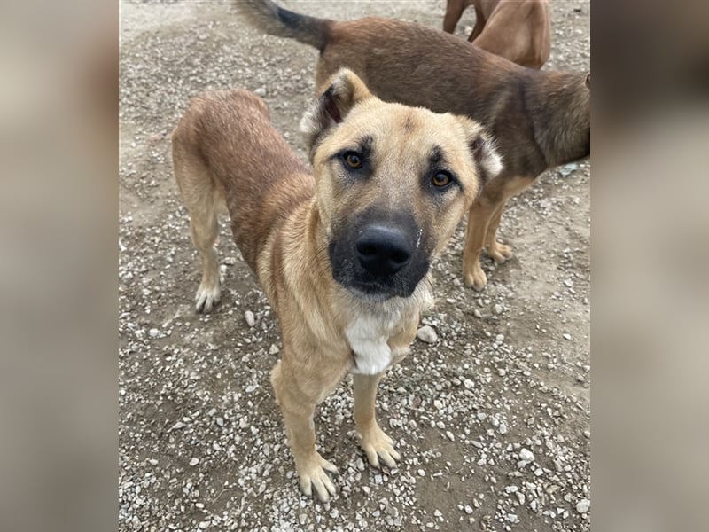 Bendix, geb. ca. 10/2022, lebt in GRIECHENLAND, im städt. Tierheim Serres