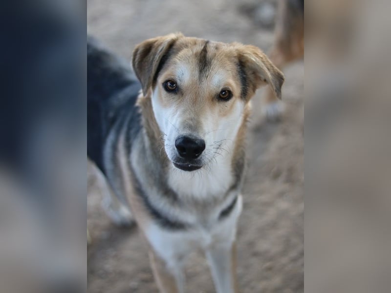 Leo, geb. ca. 12/2023, lebt in GRIECHENLAND, im städt. Tierheim Serres