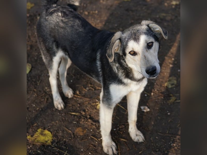 Vojan, geb. ca. 05/2024, lebt in GRIECHENLAND, im städt. Tierheim Serres