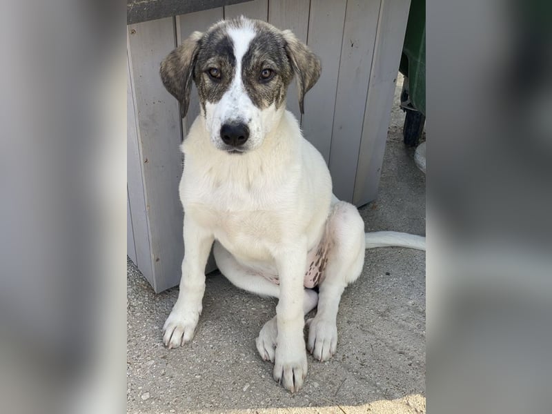 Adele, geb. ca. 02/2024, lebt in GRIECHENLAND, im städt. Tierheim Serres