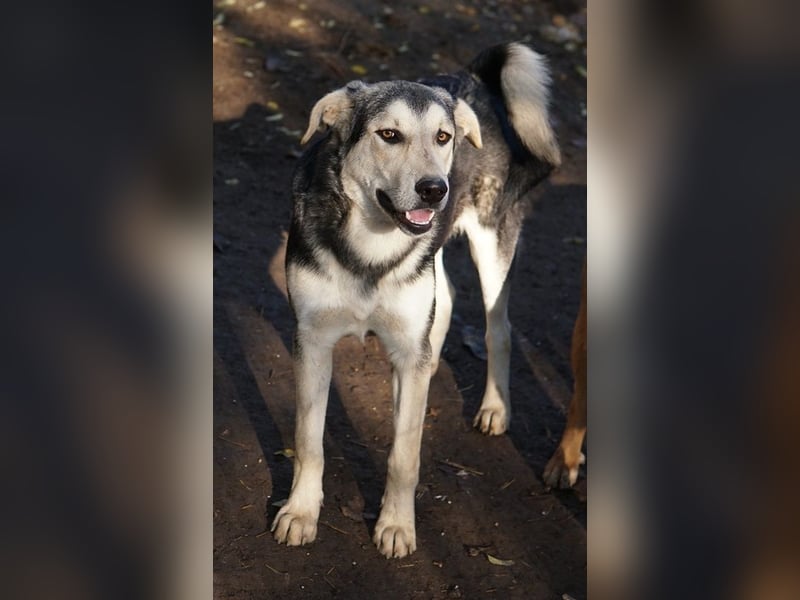 Vojan, geb. ca. 05/2024, lebt in GRIECHENLAND, im städt. Tierheim Serres