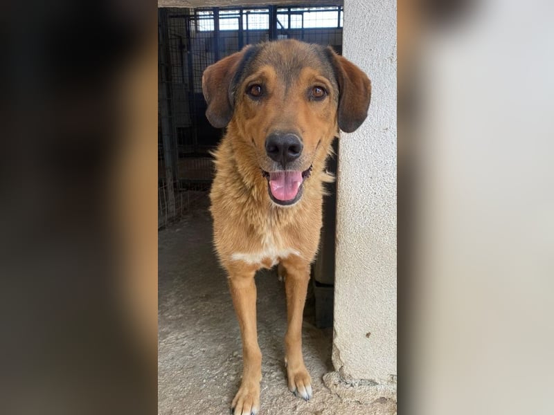 Mikosch, geb. ca. 01/2024, lebt in GRIECHENLAND, im städt. Tierheim Serres