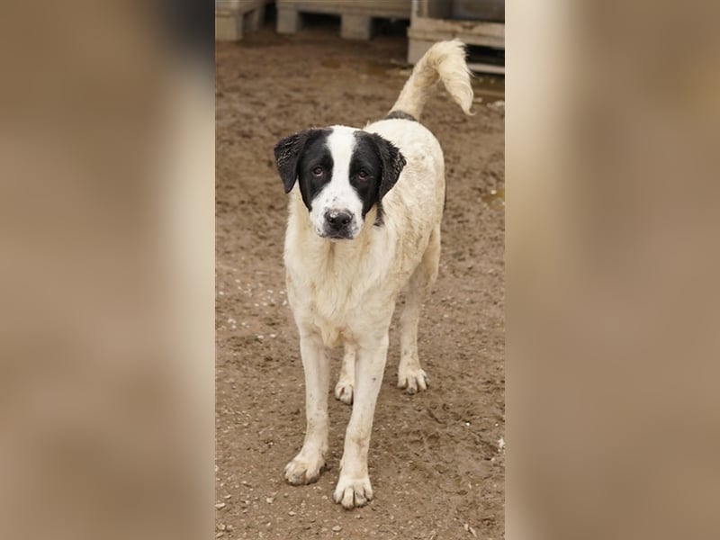 Emil, geb. ca. 09/2022, lebt in GRIECHENLAND, auf einer privaten Pflegestelle