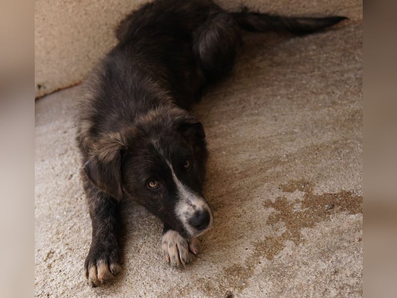 Apollo, geb. ca. 11/2023, lebt in GRIECHENLAND, im städt. Tierheim Serres