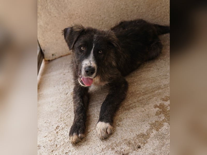 Apollo, geb. ca. 11/2023, lebt in GRIECHENLAND, im städt. Tierheim Serres