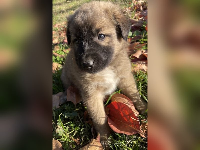 Kalani, geb. ca. 09/2025, lebt in GRIECHENLAND, auf einem Gelände, auf dem die Hunde notdürftig vers