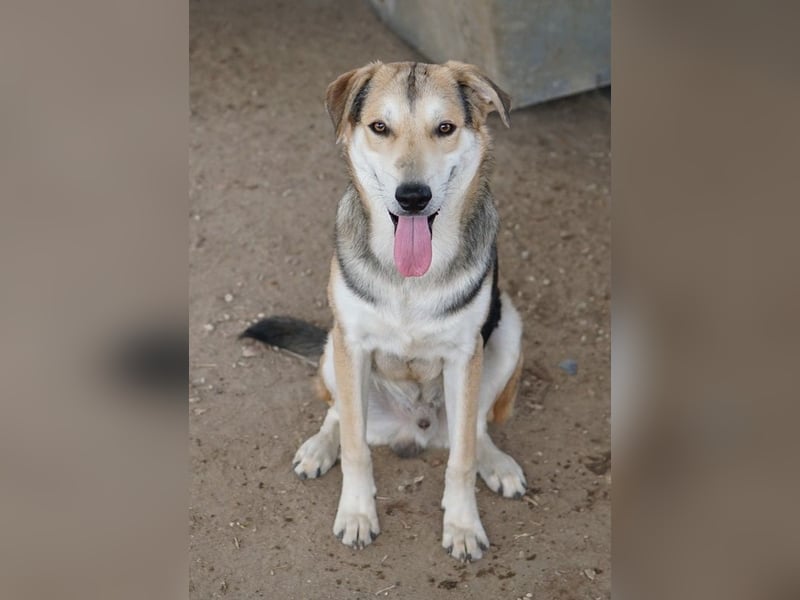 Leo, geb. ca. 12/2023, lebt in GRIECHENLAND, im städt. Tierheim Serres