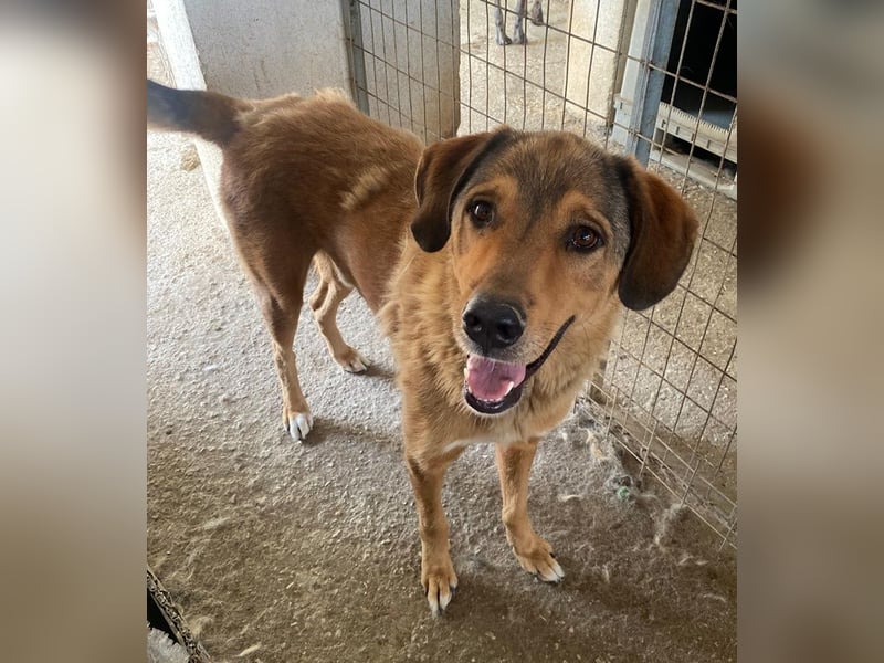 Mikosch, geb. ca. 01/2024, lebt in GRIECHENLAND, im städt. Tierheim Serres