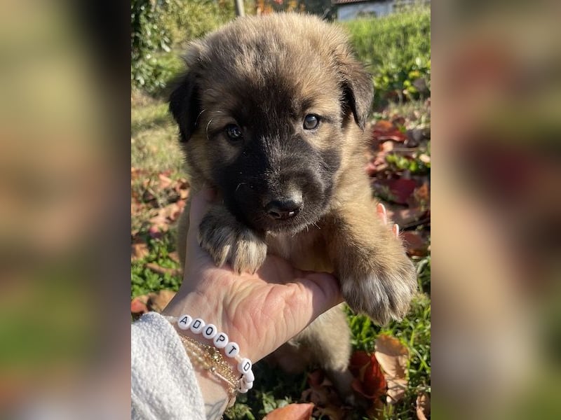 Kalani, geb. ca. 09/2025, lebt in GRIECHENLAND, auf einem Gelände, auf dem die Hunde notdürftig vers