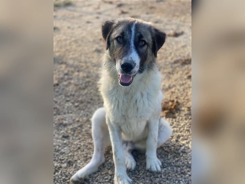 Joel, geb. ca. 01/2023, lebt in GRIECHENLAND, im städt. Tierheim Serres