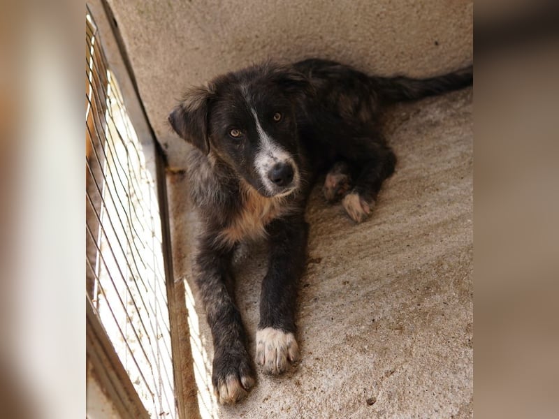 Apollo, geb. ca. 11/2023, lebt in GRIECHENLAND, im städt. Tierheim Serres