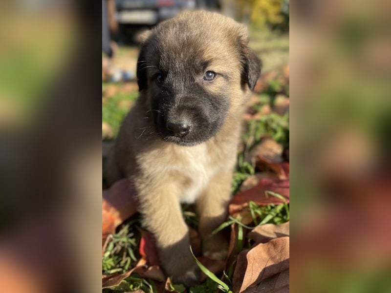 Kalani, geb. ca. 09/2025, lebt in GRIECHENLAND, auf einem Gelände, auf dem die Hunde notdürftig vers