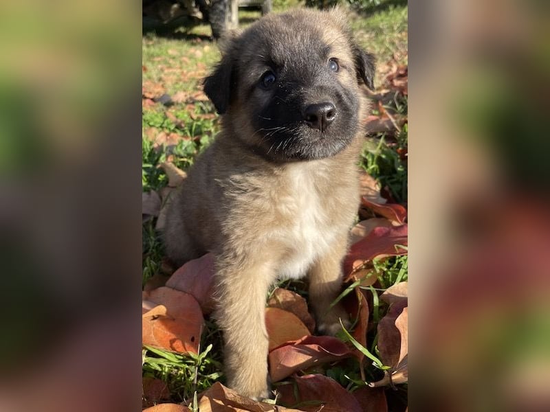 Kalani, geb. ca. 09/2025, lebt in GRIECHENLAND, auf einem Gelände, auf dem die Hunde notdürftig vers